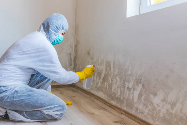 Professional mold removal team in Hallieford